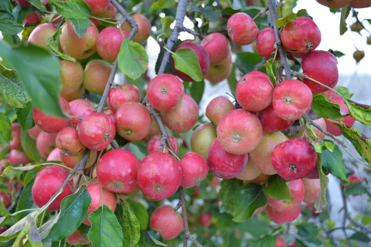 Japan Apple Fruit