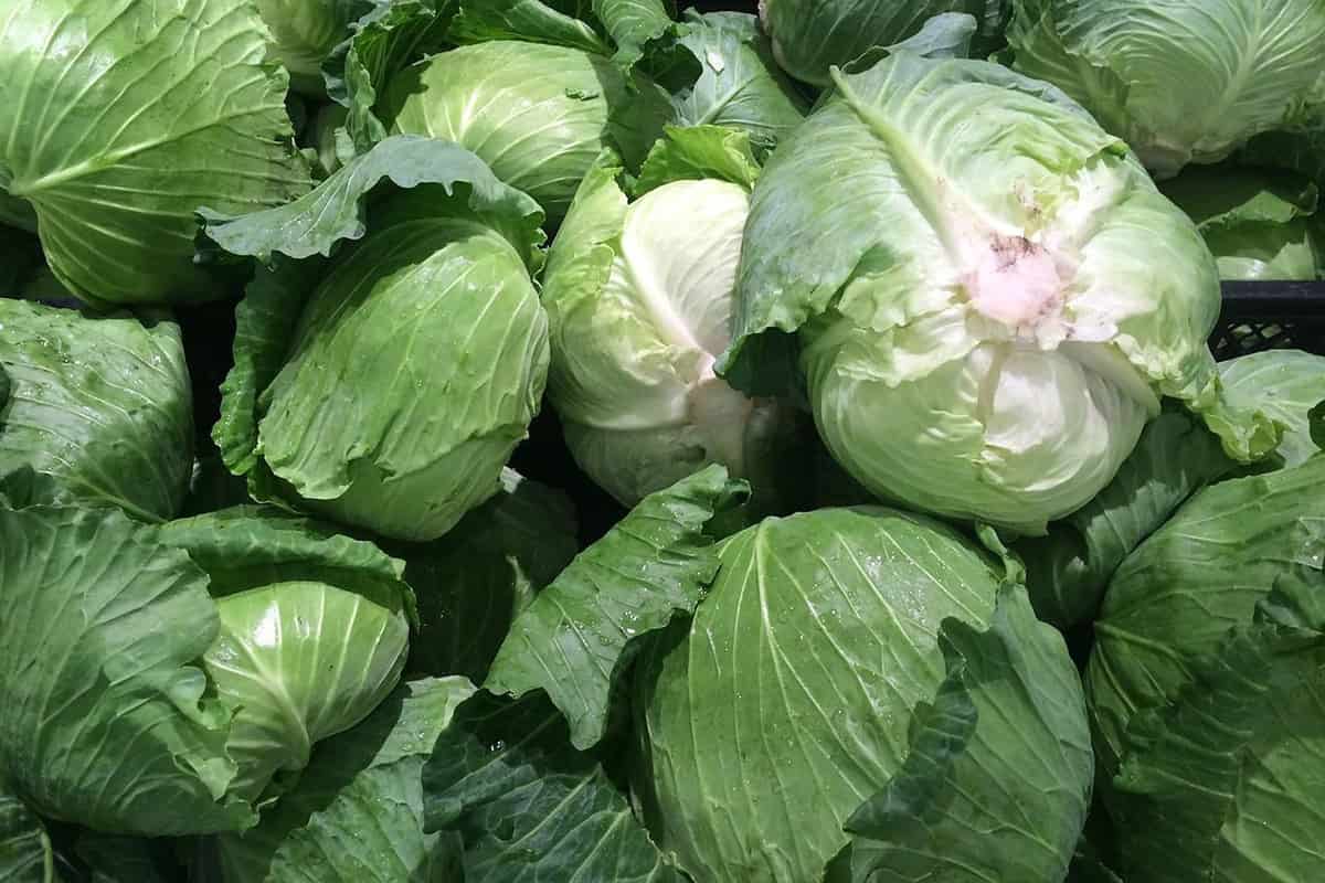 green cabbage slaw