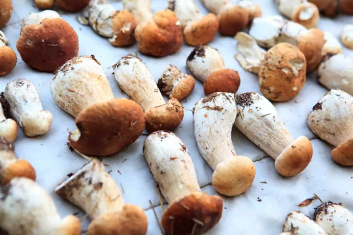 Dry Mushroom recipe