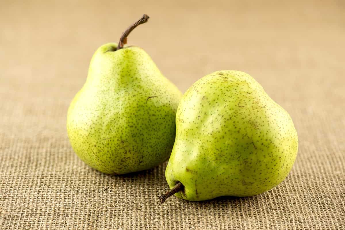pear varieties in india