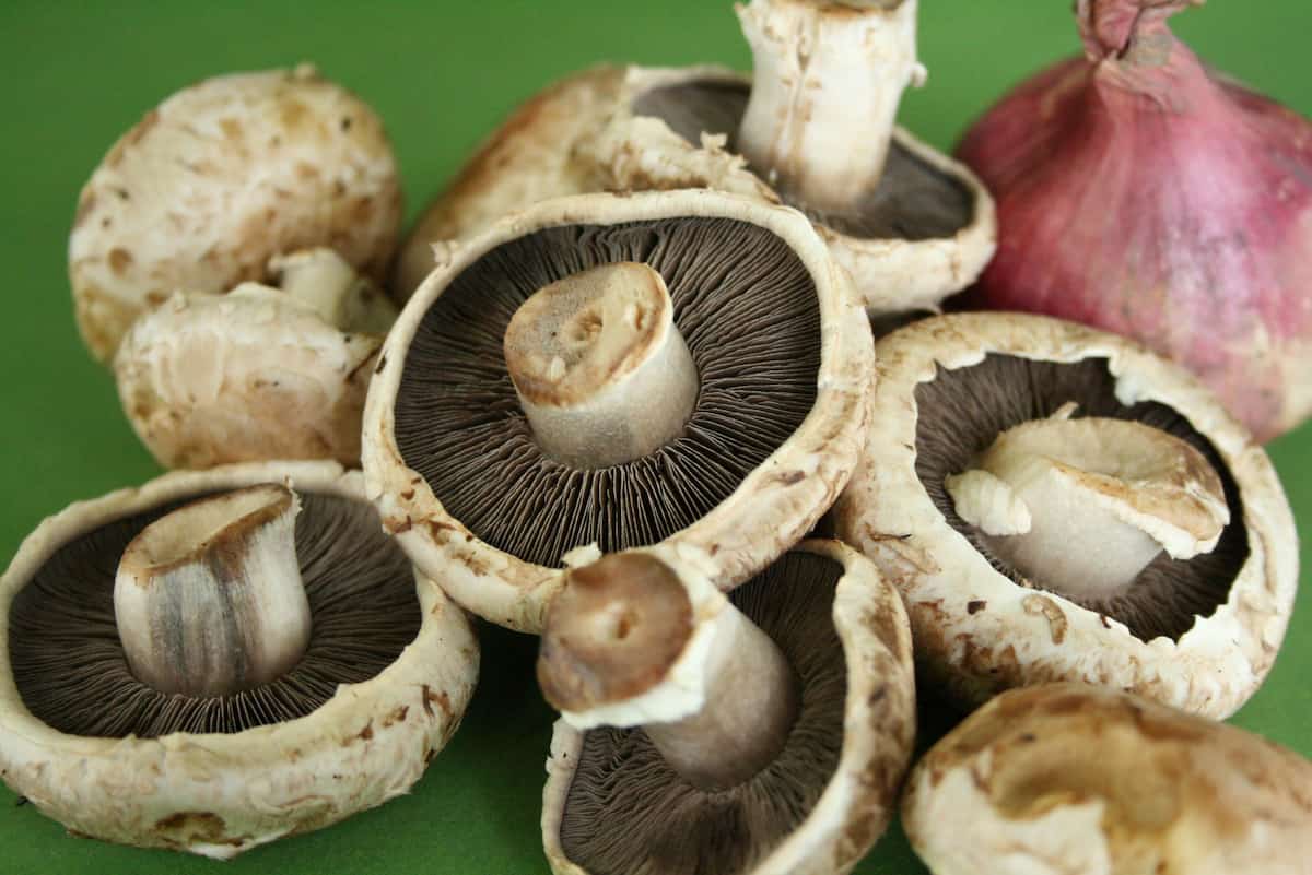 portobello mushroom benefits