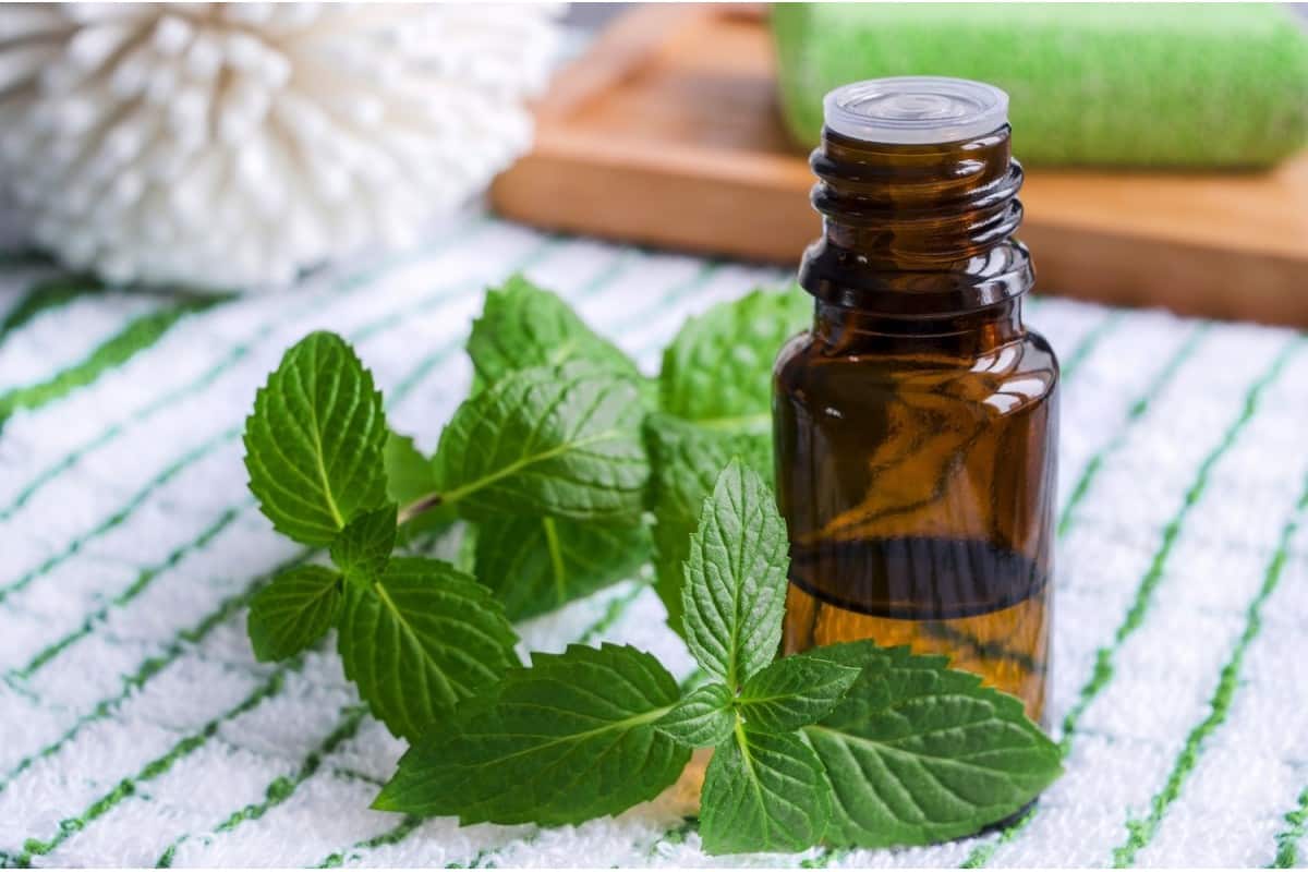 nettle root extract dosage