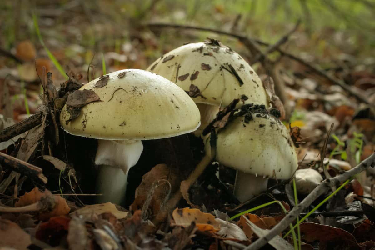 wild mushrooms ireland