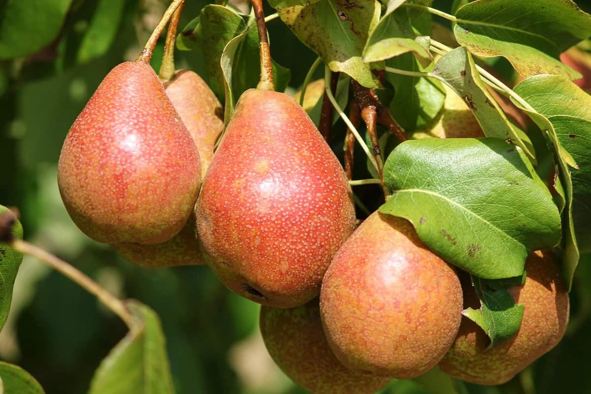 pear nutrition