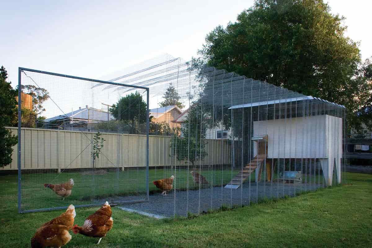 chicken mesh wire