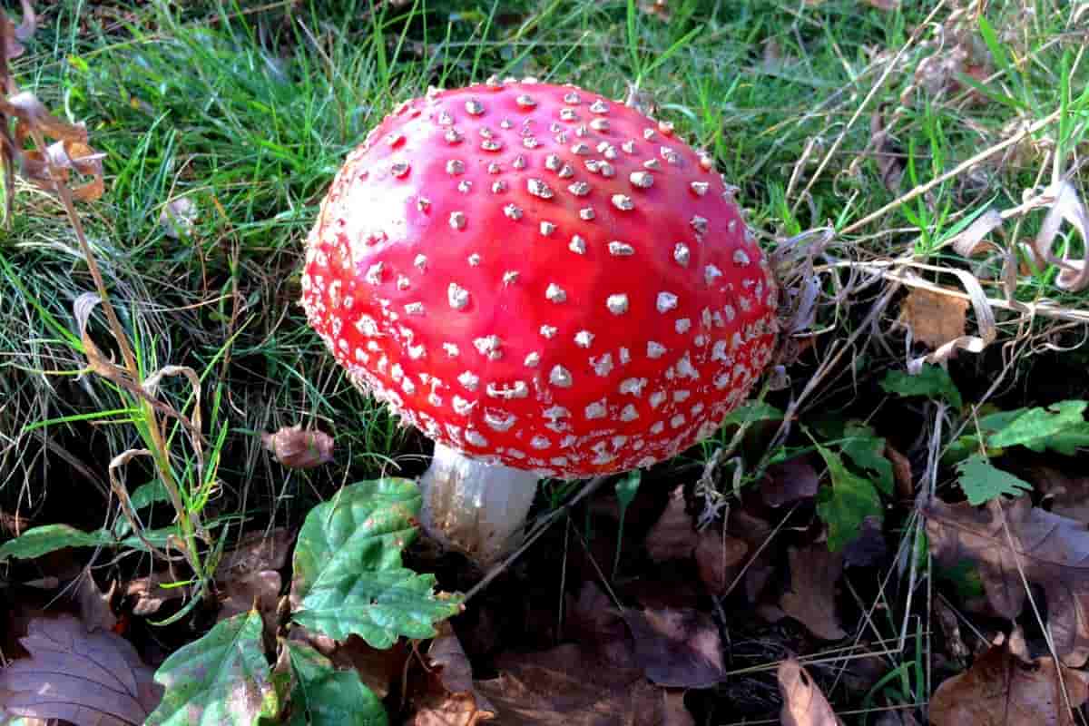 volva mushroom spawn