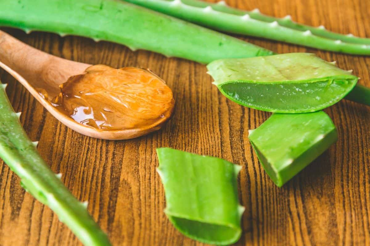 Fillet Aloe Vera Leaf slices