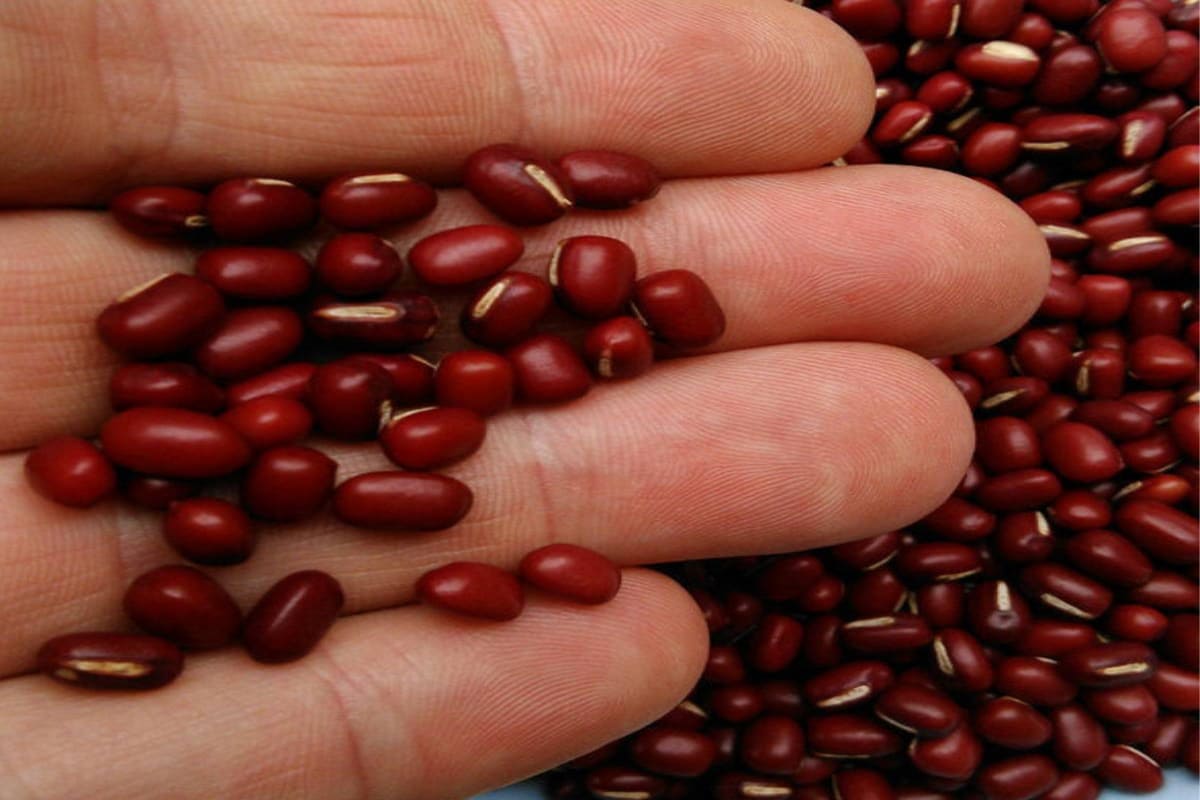 Small Red Beans in hindi