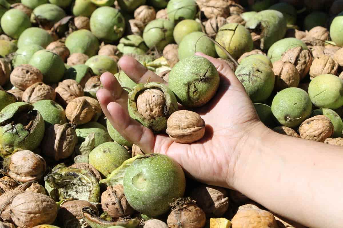 bulk food walnuts