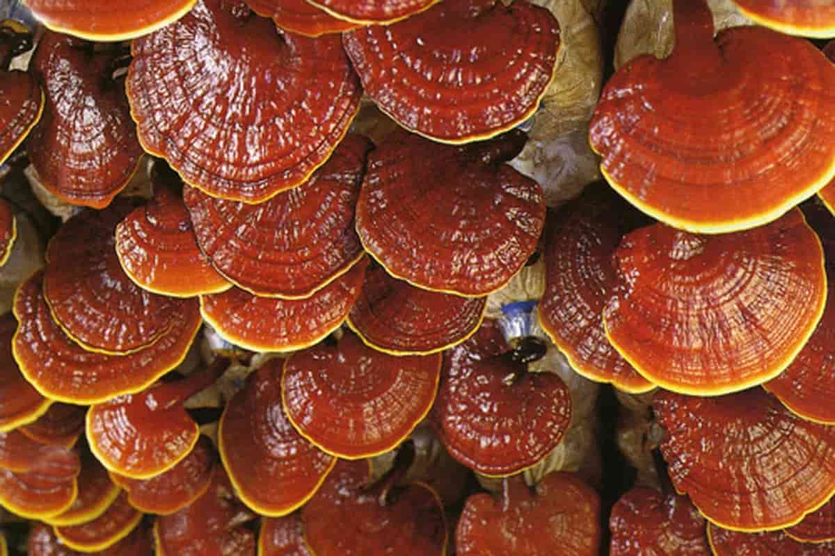 lingzhi mushroom edible