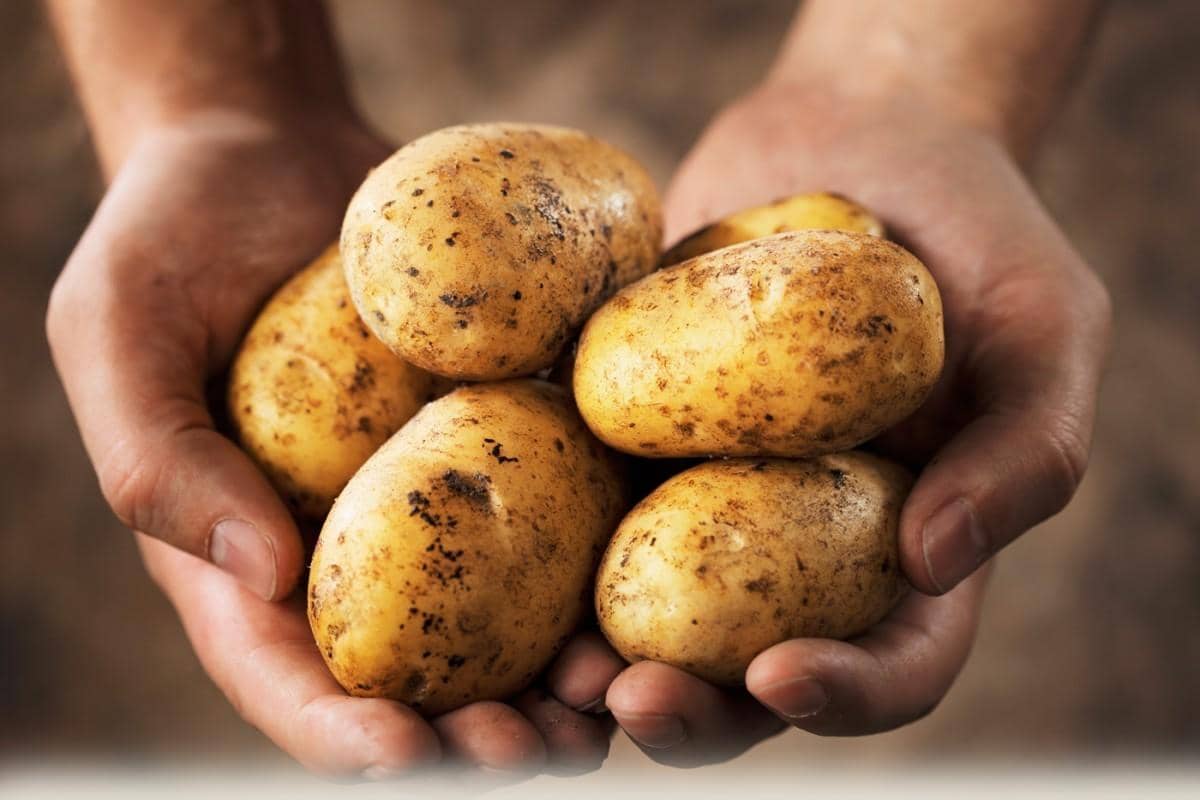 potato fresh