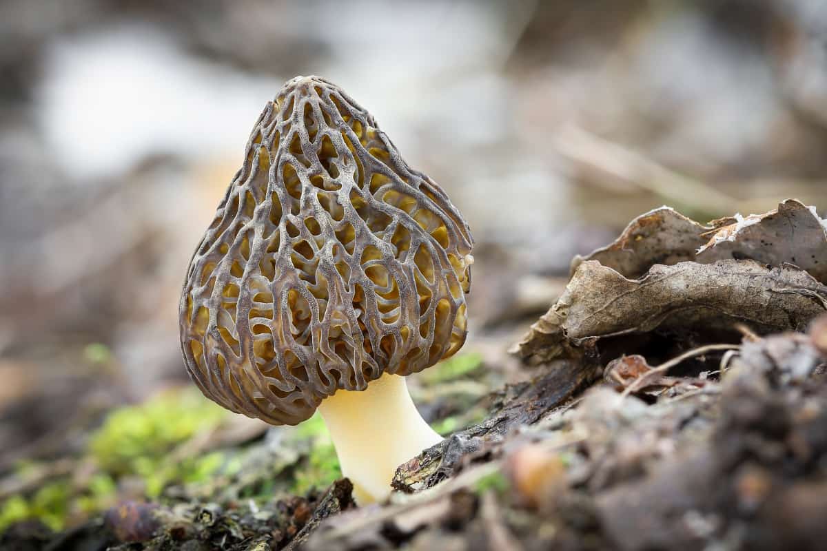 sponge mushroom