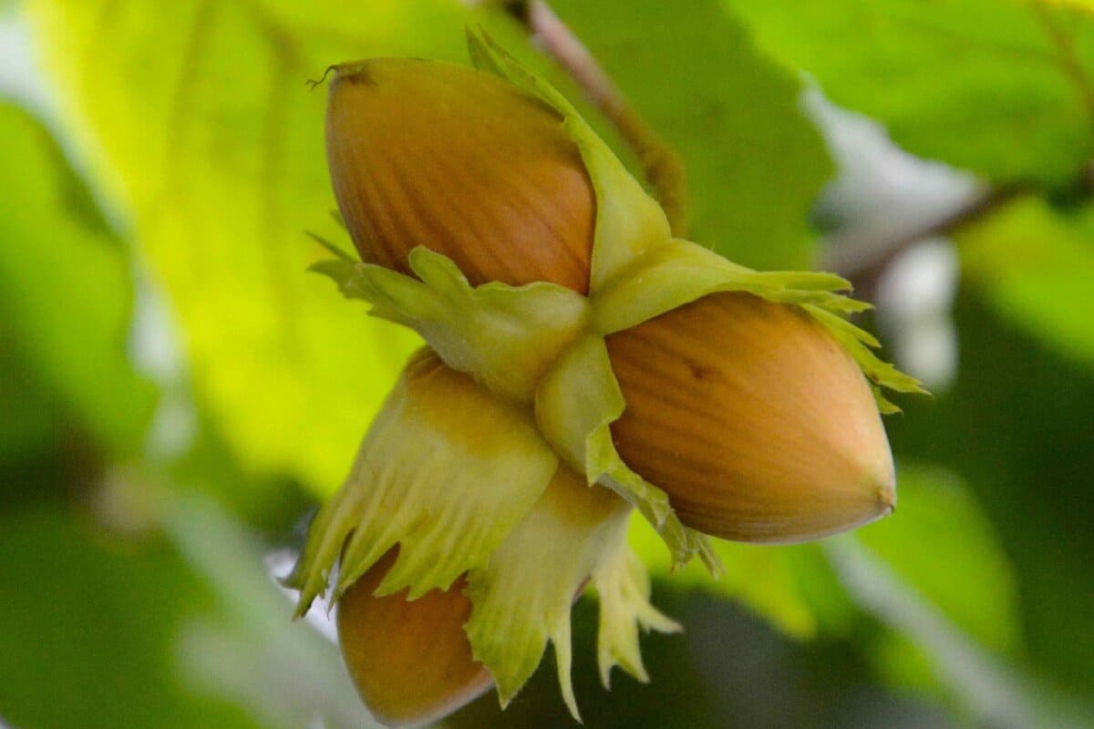 Hazelnut Tree Leaf