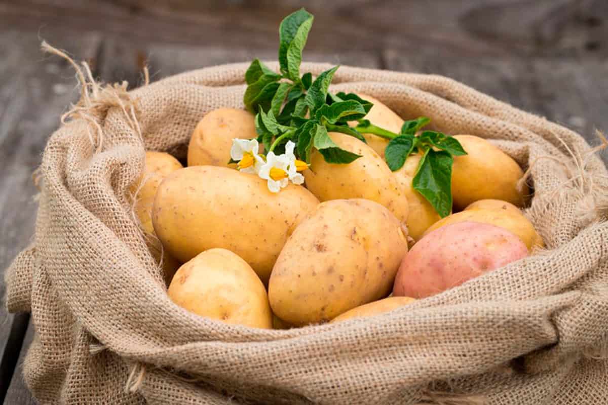 indian potato plant