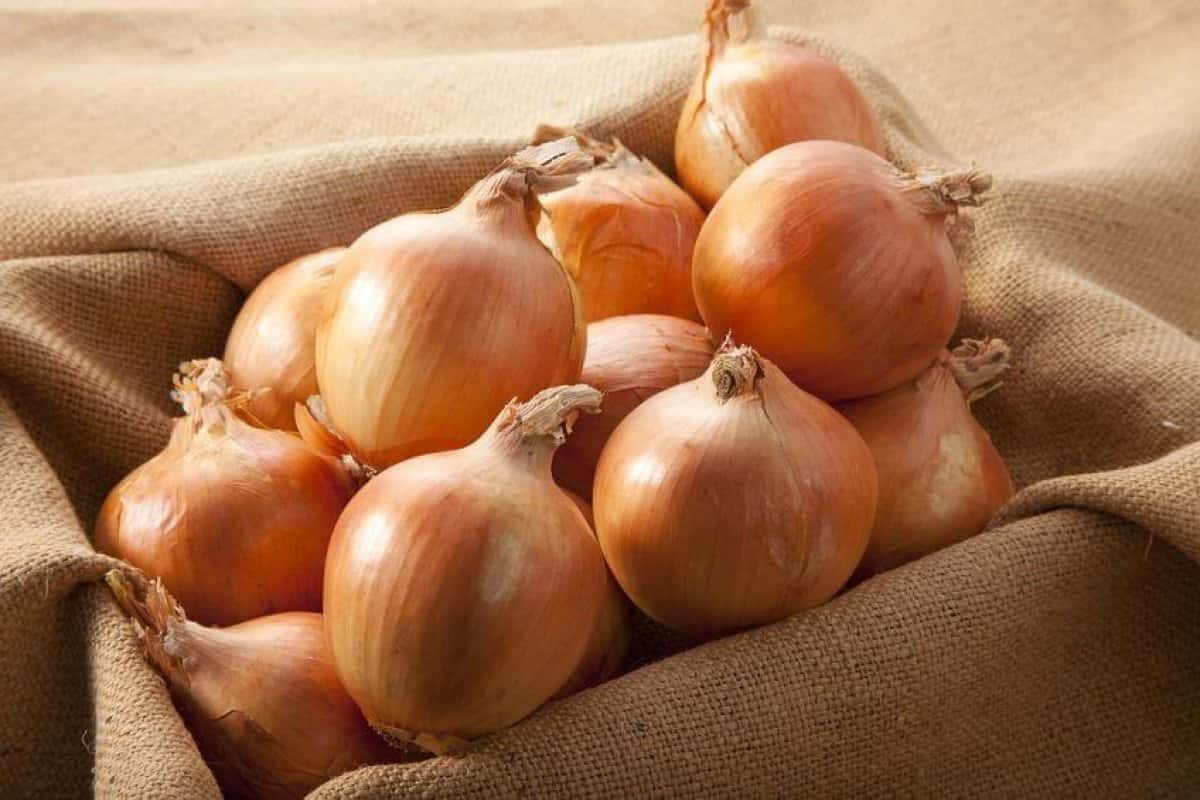 red onion vs shallot