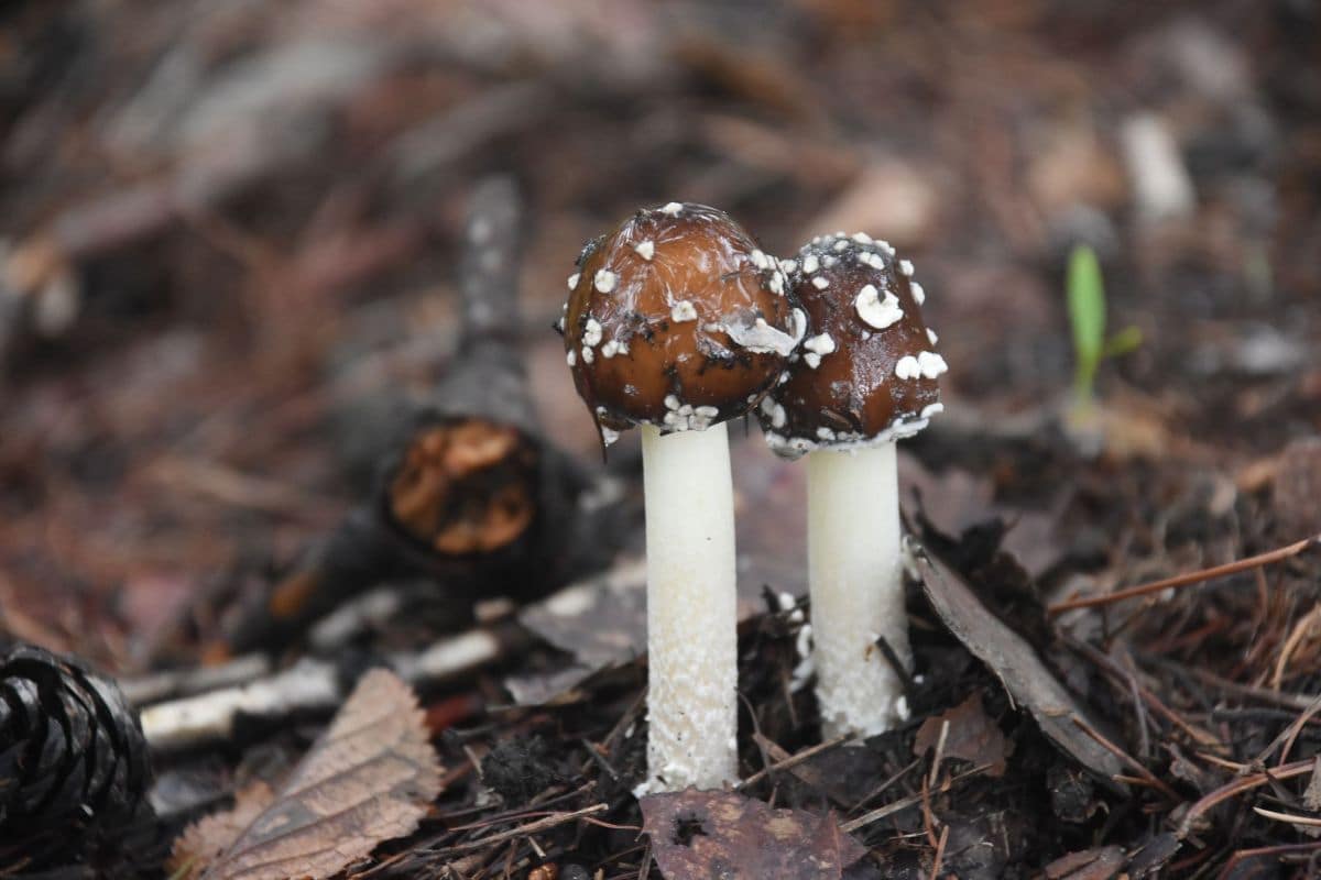matsutake mushroom season