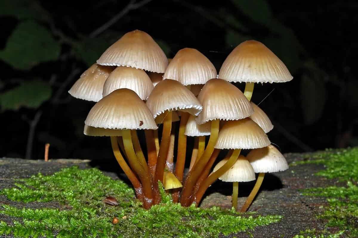 maitake mushroom cancer