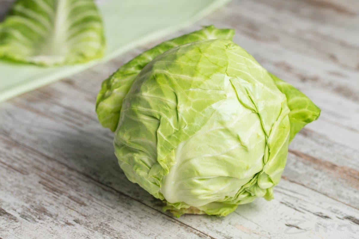 sweet green cabbage