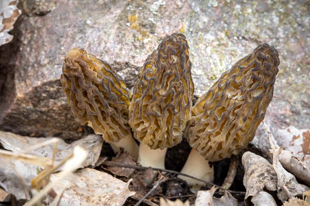 morel mushroom benefits