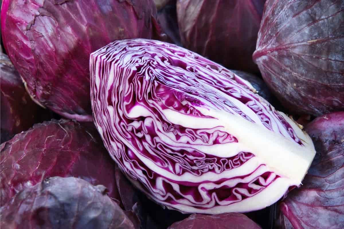 red cabbage pickled