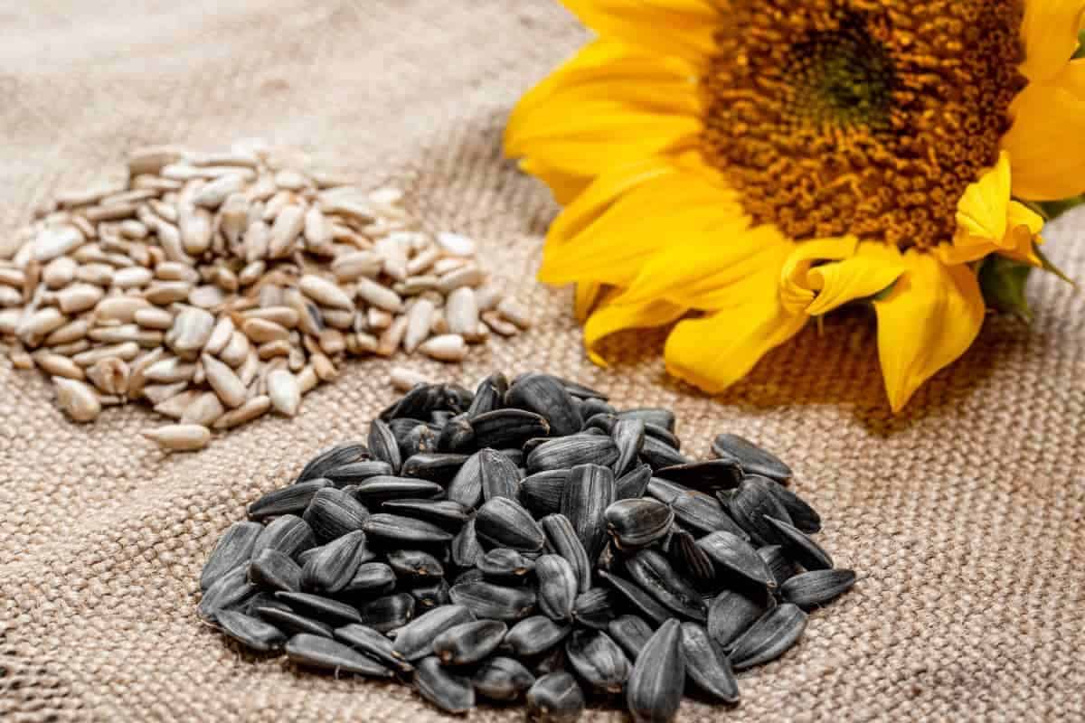 sunflower seed packaging