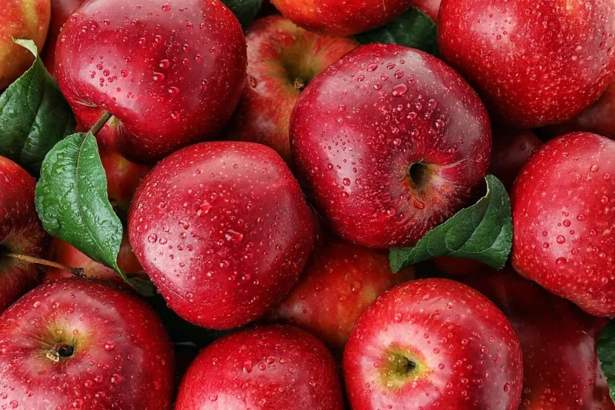 apple fruit wallpaper