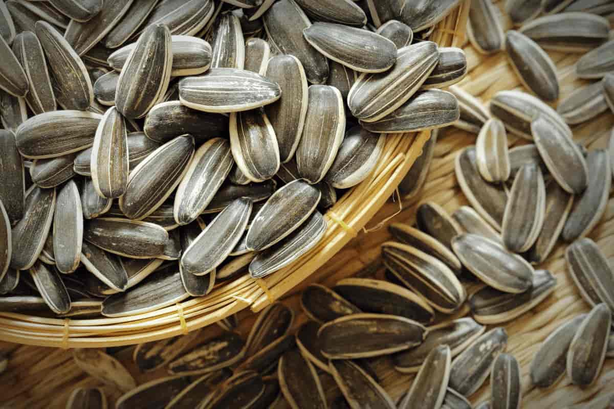 Sunflower Seed nutrition