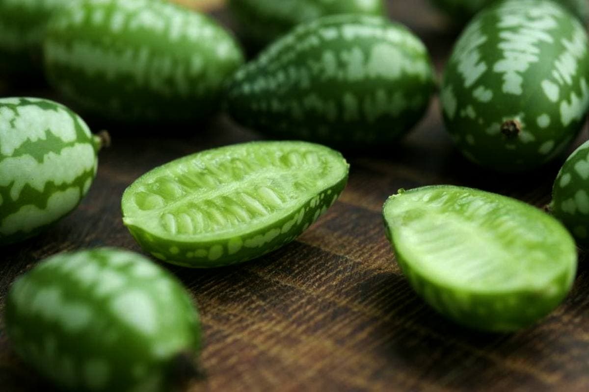 sour gherkin cucumber
