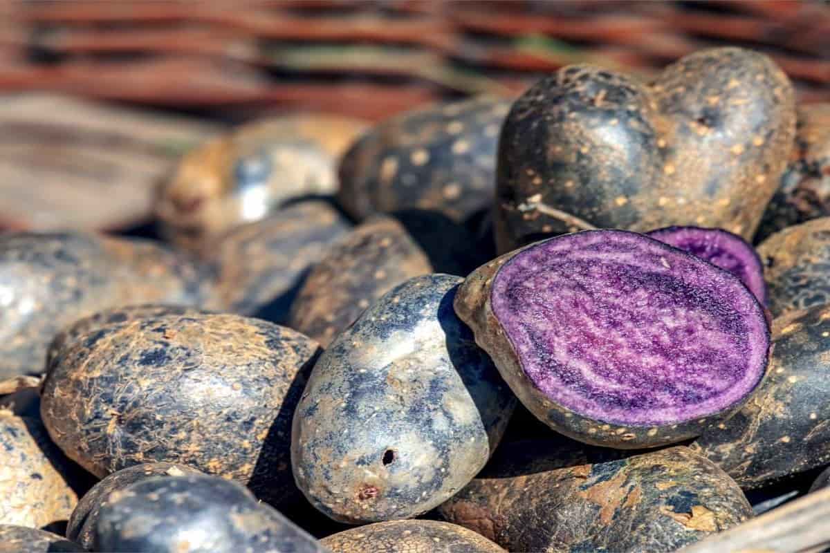 black potato seeds