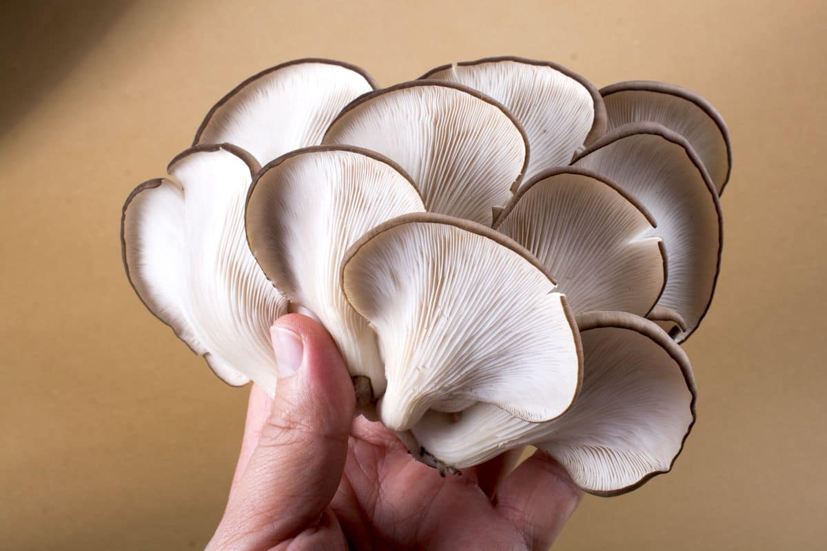 king oyster mushroom 