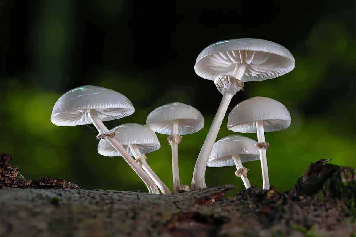 white mushroom calories