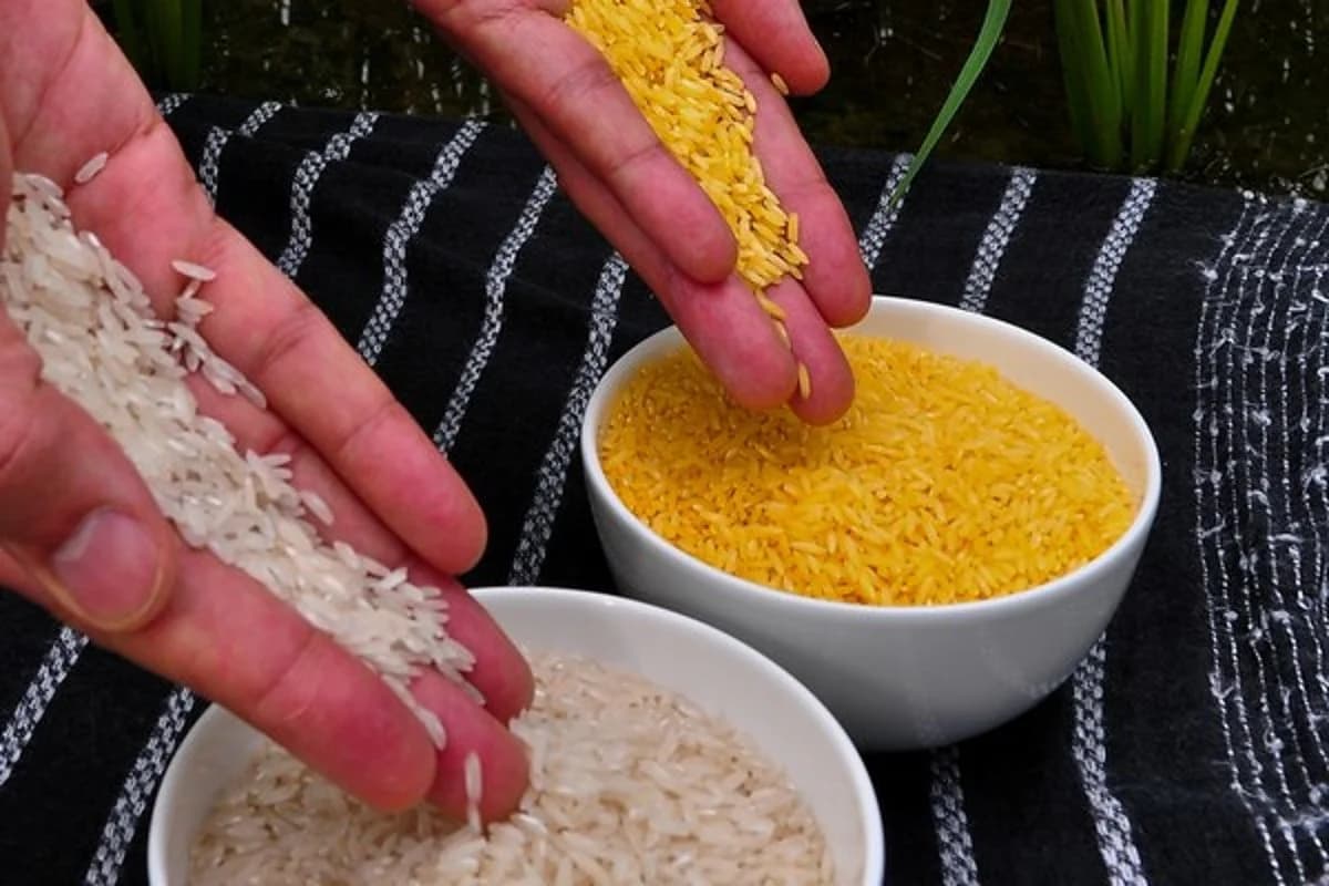 golden rice vs normal rice
