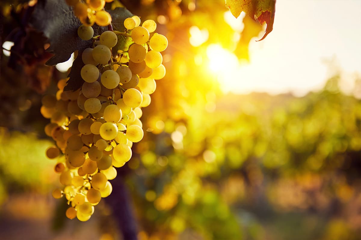 yellow dry grapes