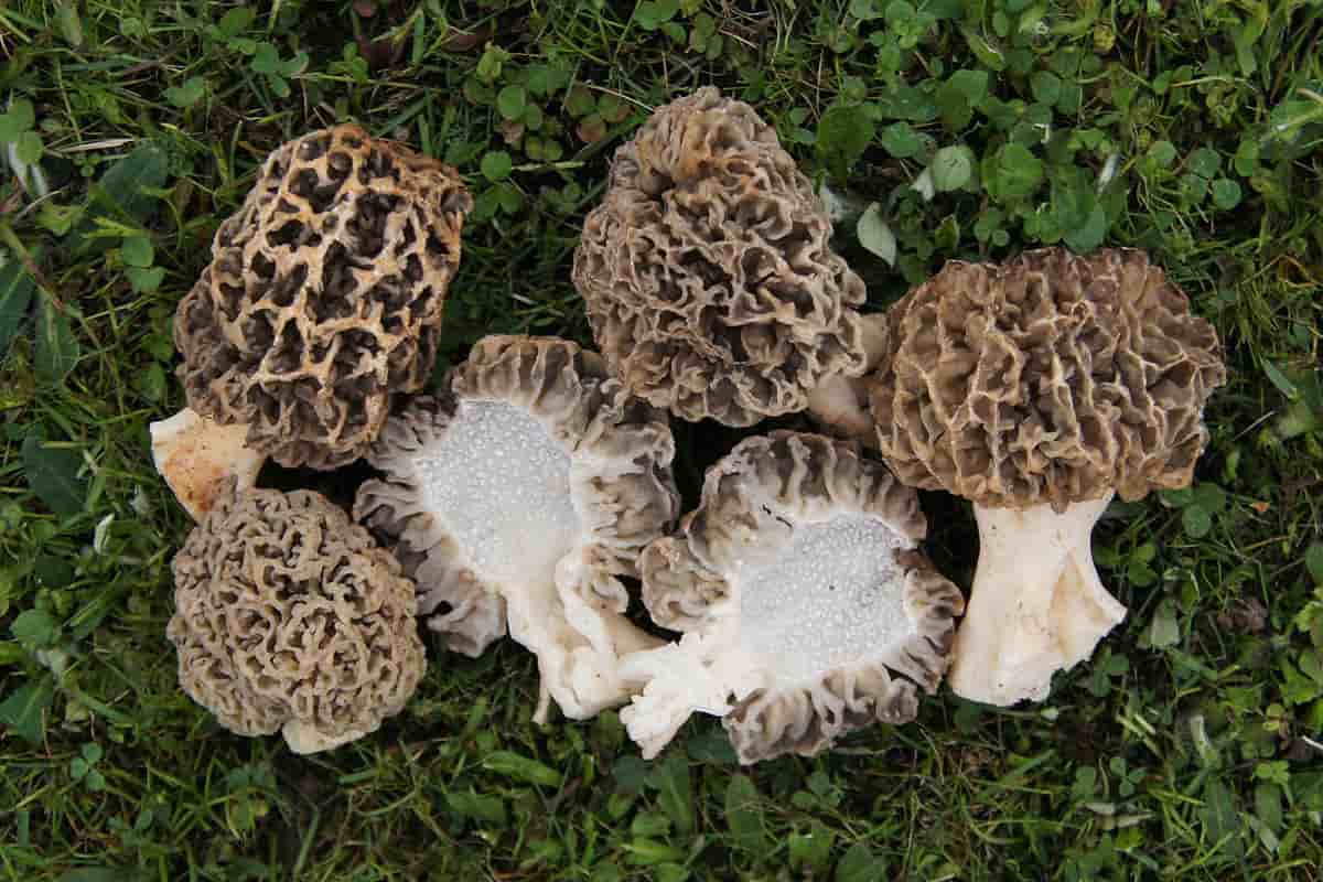 wild morel mushrooms