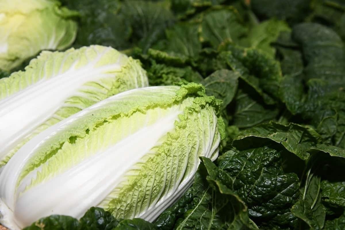 napa cabbage substitute