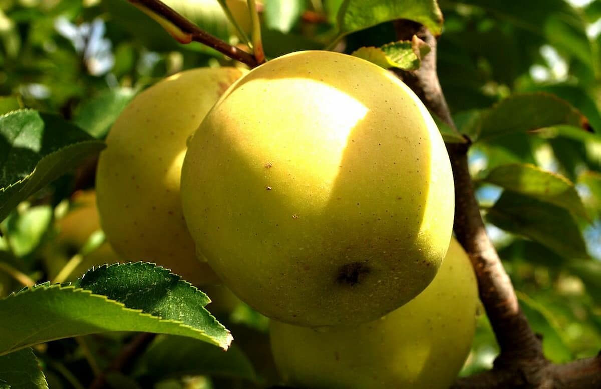 golden apple fruit