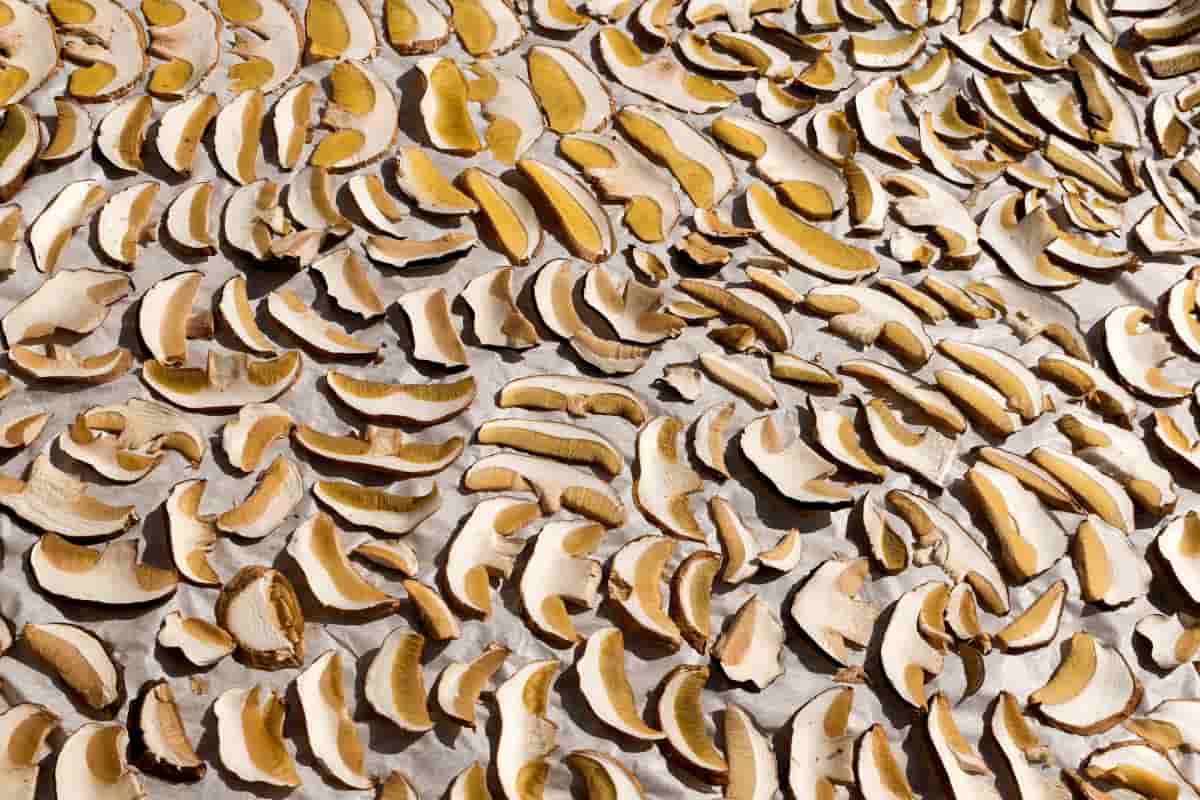 dry mushroom 