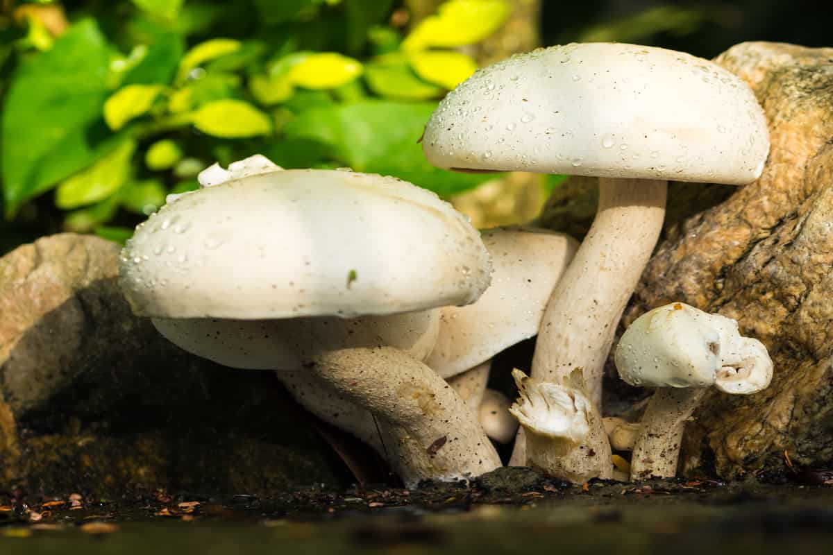 white mushroom types