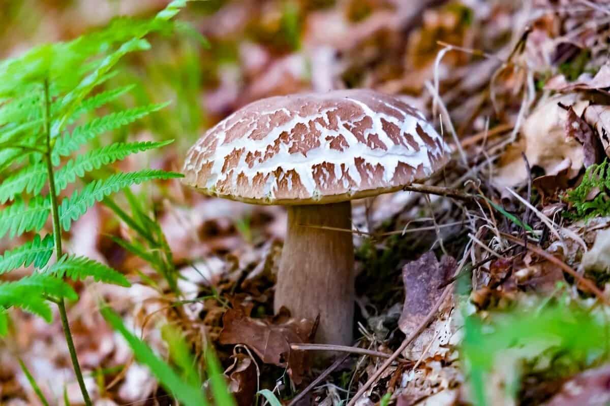 pine mushroom benefits