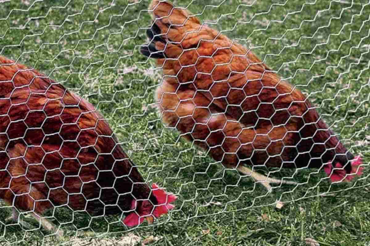 Chicken Mesh Fencing