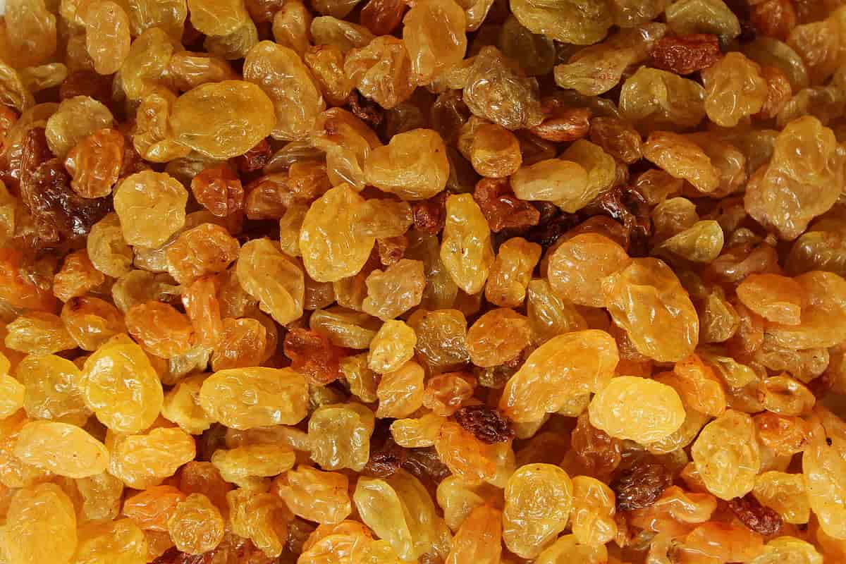 golden raisins india