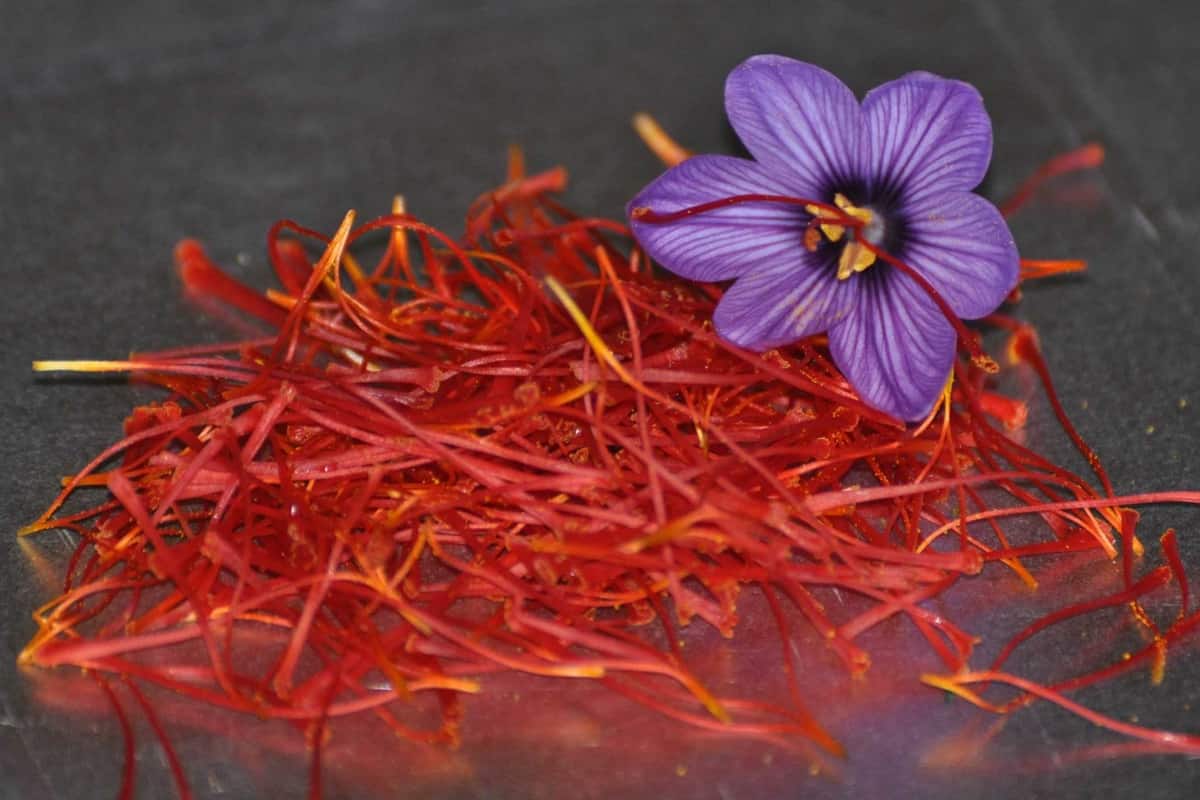 spanish saffron vs indian saffron
