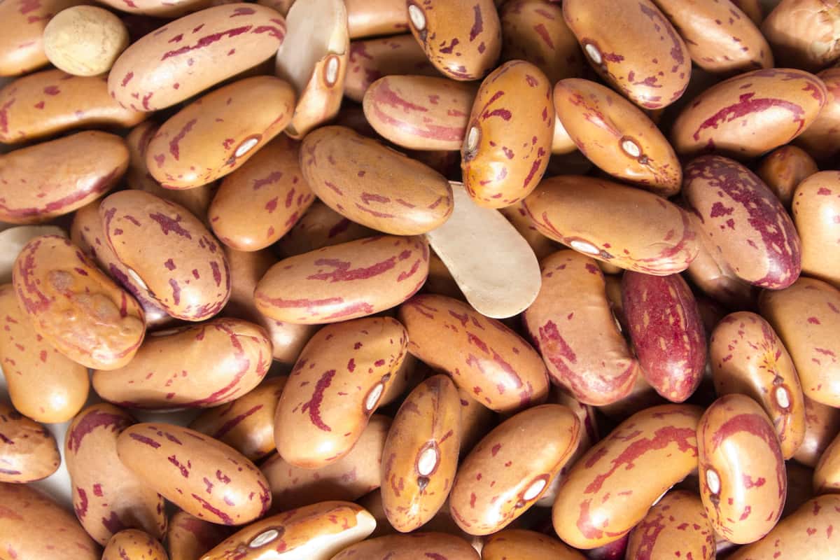 Red Haricot Beans benefits