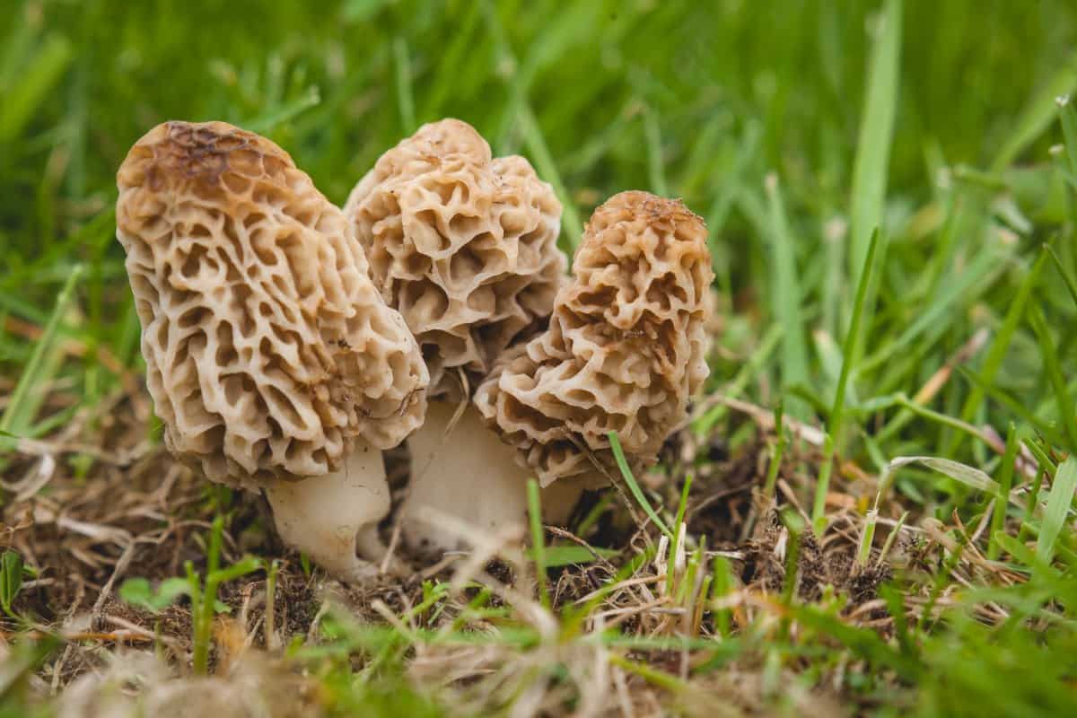 Gucchi Mushroom