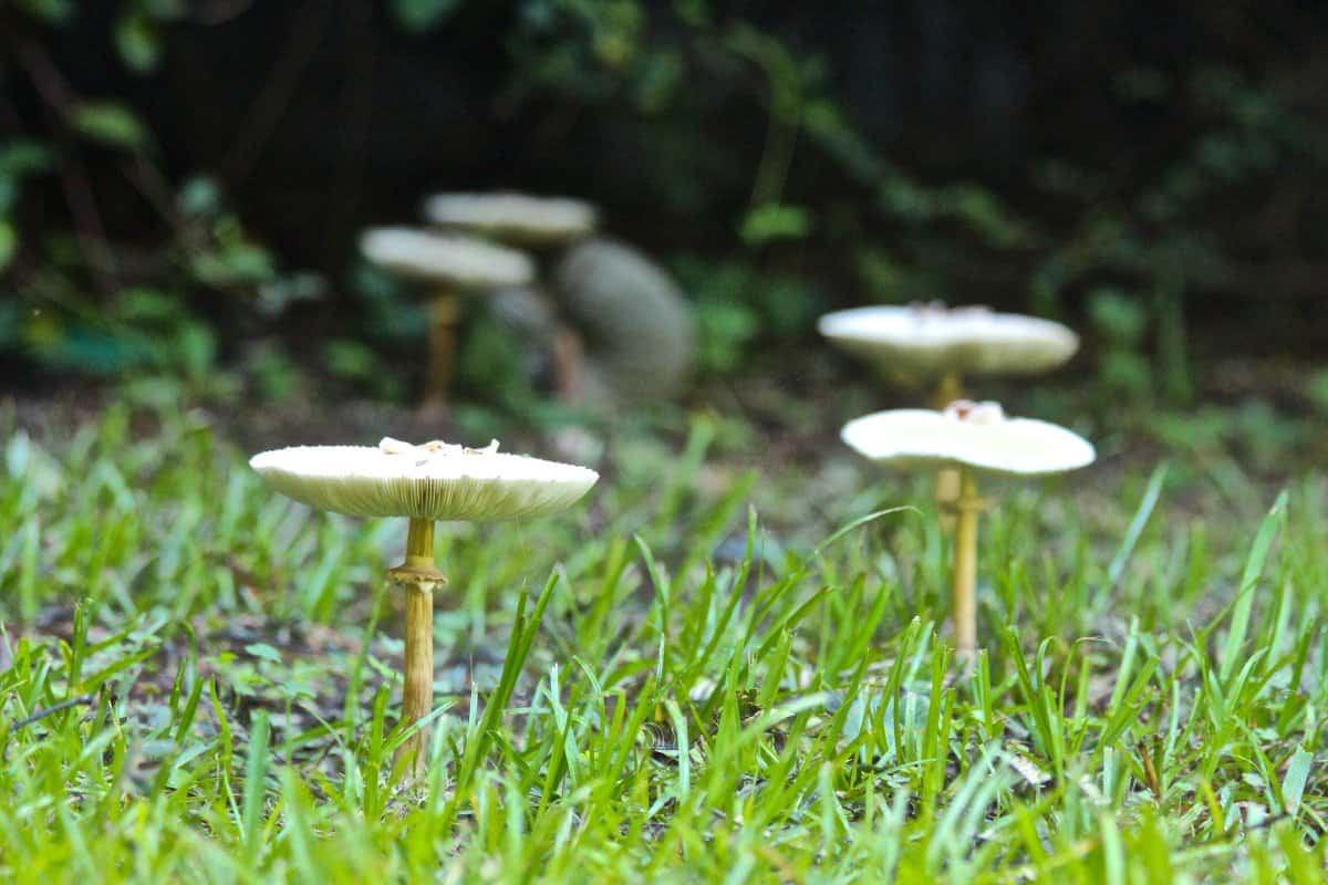 milky mushroom benefits