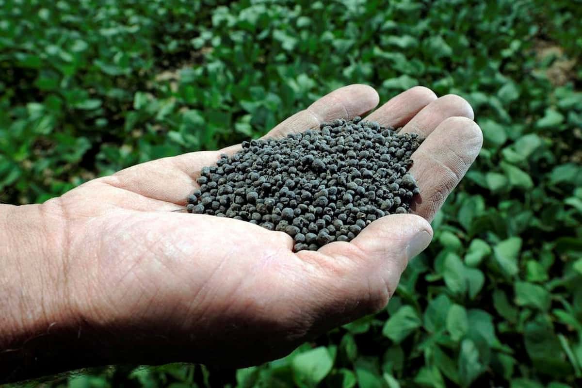 boron fertilizer for plants