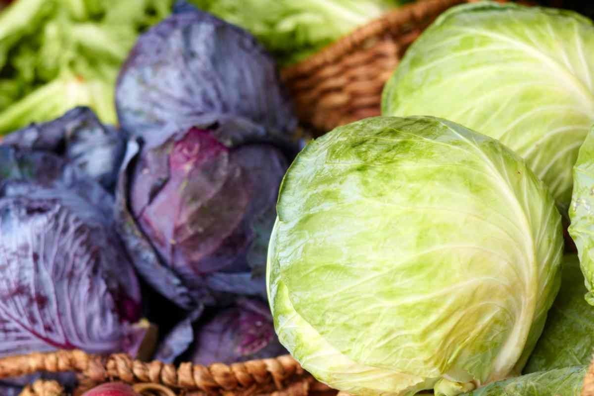 today cabbage rate in chennai