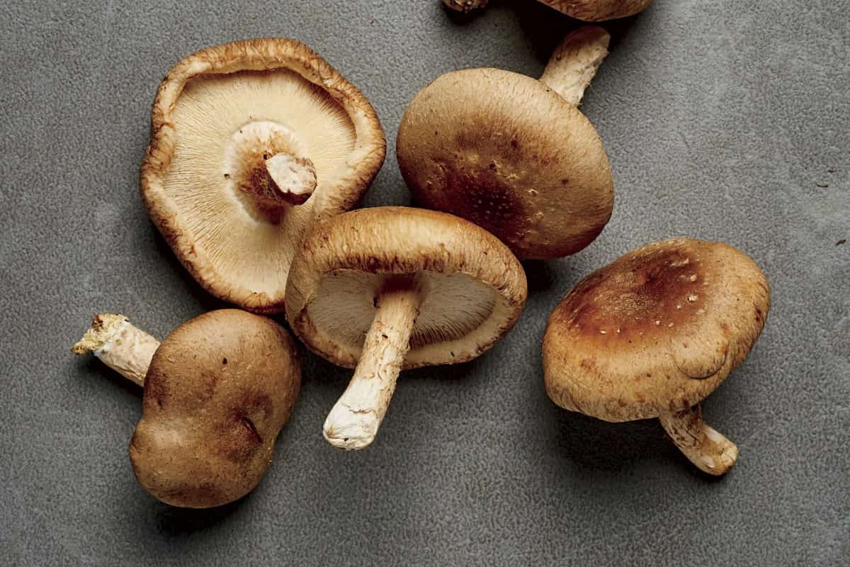fresh shiitake mushroom 