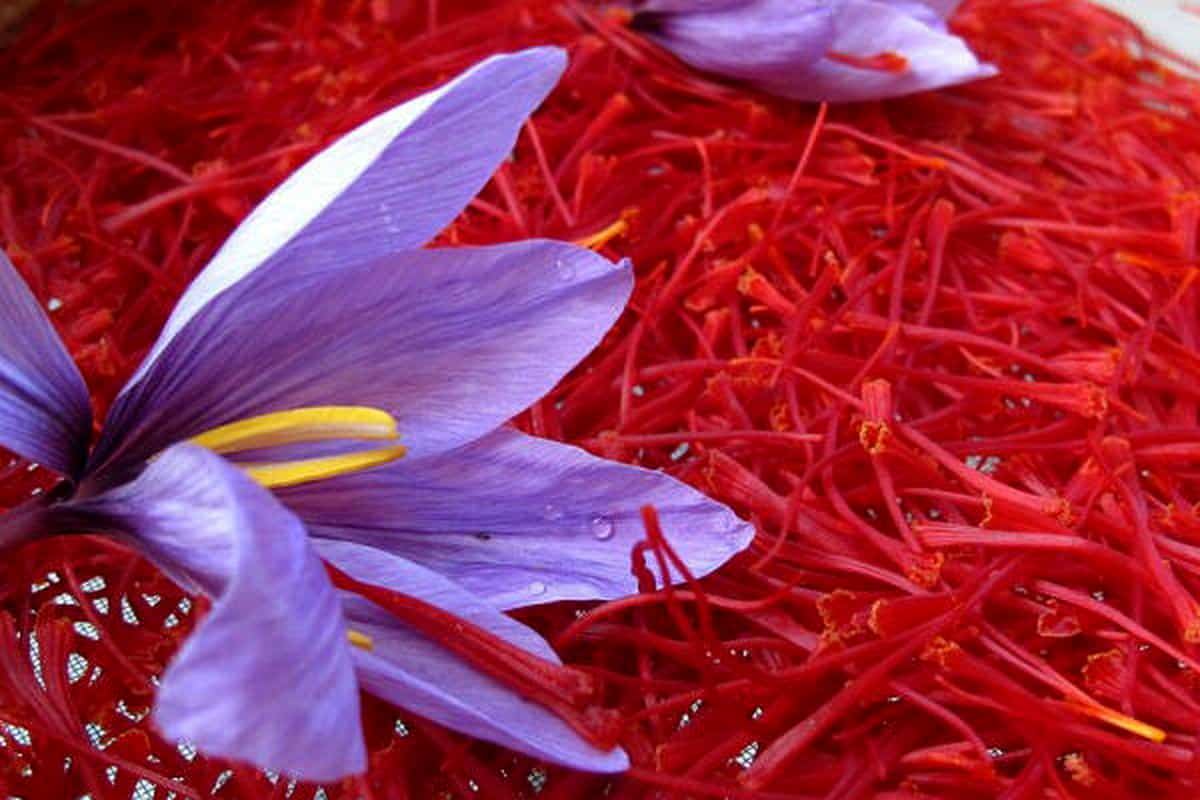Afghan Saffron 