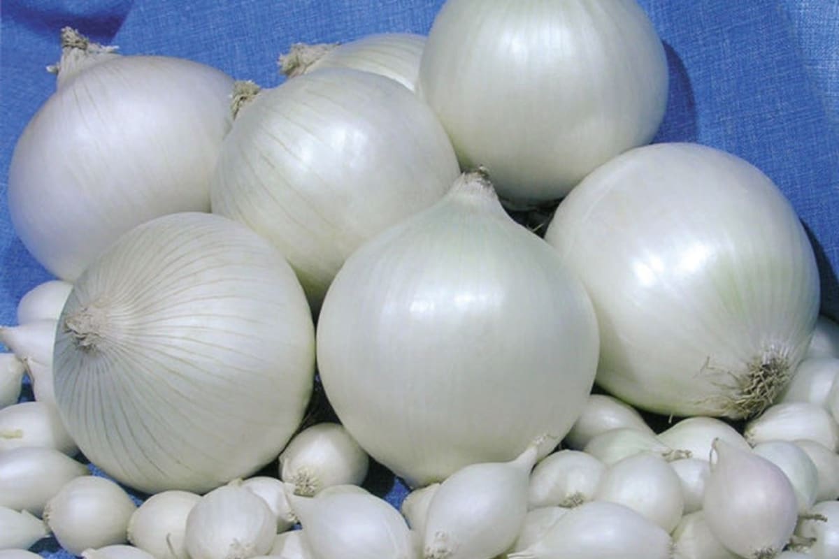 fresh white onion